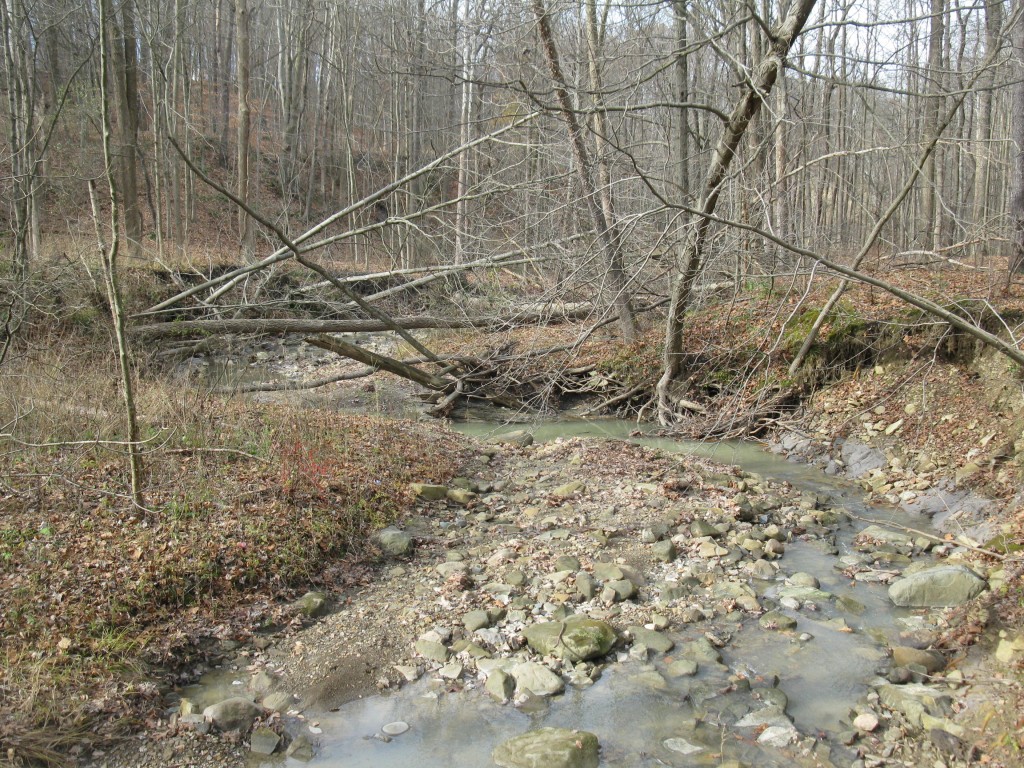 Stream with sediment and trees