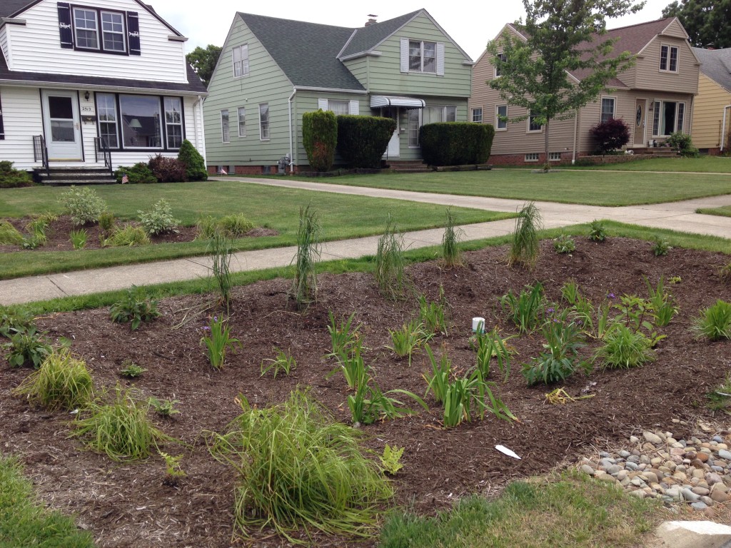 Woodchips and young plants in foreground, rain garden in middle distance, and houses in the background.