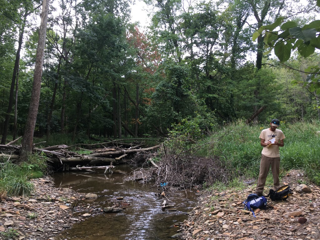 wood jam spanning a stream, man on right side gravel bar looking at something in his hands.