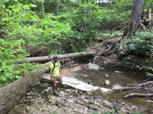 Two trees are fallen down crossing the stream. A man stands in the streambed and looks at the camera.